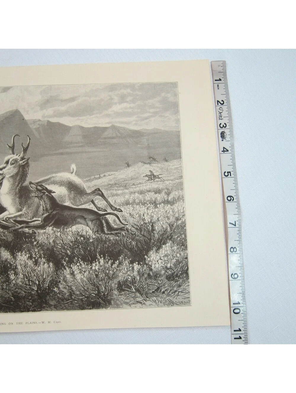 Antique 1874 Engraving Print Antelope-Hunting on the Plains, WM Cary, The Aldine